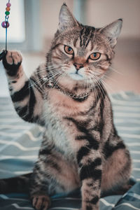 Close-up portrait of tabby cat