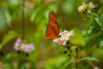 Close-up of butterfly pollinating on purple flower