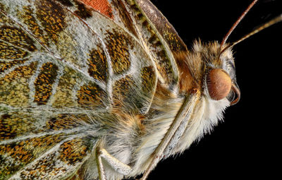 Close-up of butterfly on black background