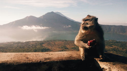 Monkey with apple sitting on wall against mountain