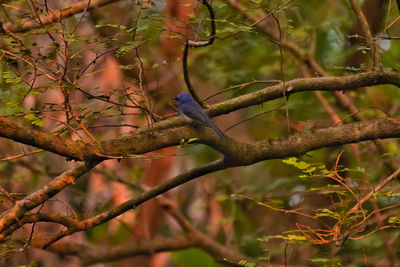 Bird perching on a tree