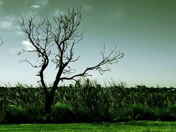 Bare tree on field against sky