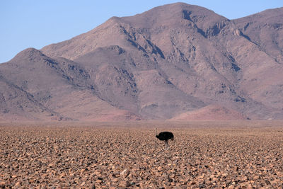 Ostrich alone in namib desert