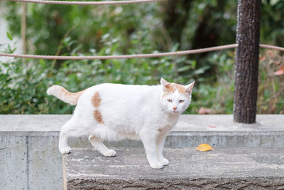 Portrait of cat standing outdoors