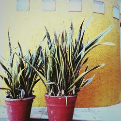 Close-up of potted plant on wall