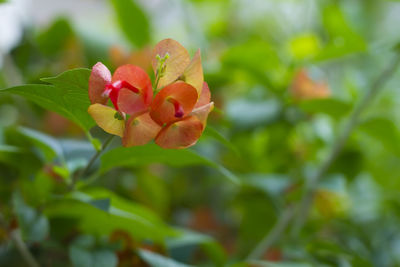 Close-up of red flowering plant