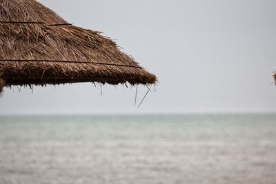 Close-up of dried plant on beach against clear sky