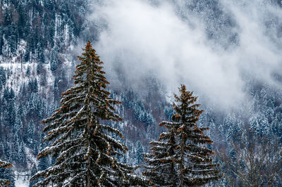 Pine trees in forest during winter