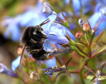 Close-up of bee on flower