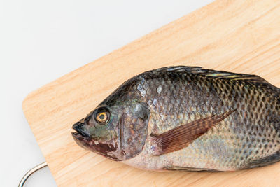 Close-up of fish on table