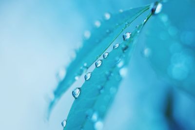 Close-up of water drops on leaf