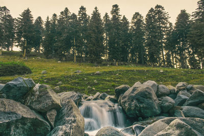 Scenic view of stream flowing through rocks in forest