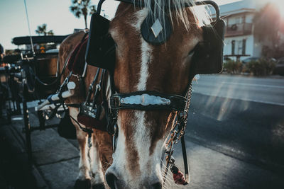 Low section of man with horse