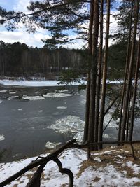 Frozen trees on snow covered landscape