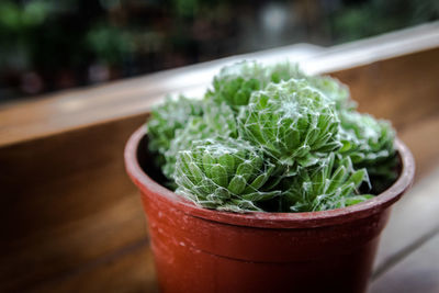 Close-up of potted plant on table