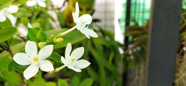 Close-up of white flowering plant