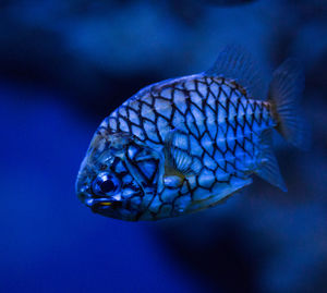 Close-up of a fish swimming in an aquarium 