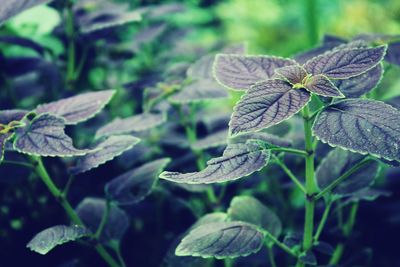 Close-up of green leaves on plant