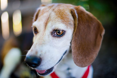 Close-up portrait of dog