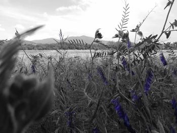 Plants growing on field