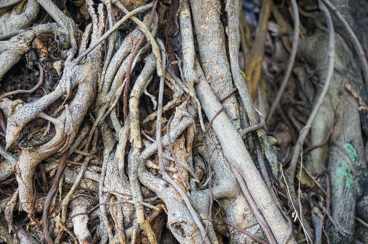 FULL FRAME SHOT OF TREE ROOTS