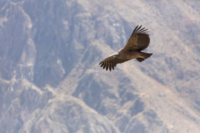 Low angle view of eagle flying against sky