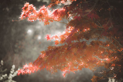 Low angle view of trees against sky during autumn