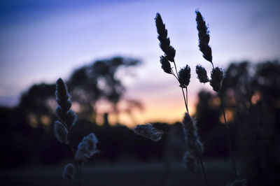 Close-up of silhouette plant on field against sky at sunset