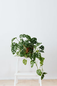 Close-up of potted plant on table against white background