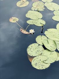 High angle view of lotus water lily in lake