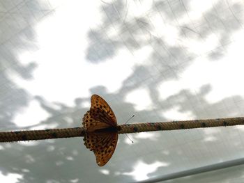 Close-up of butterfly on leaf