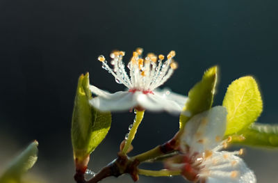 Close-up of flowering plant