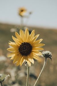 Close-up of yellow flower blooming on field against sky