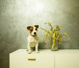 Portrait of jack russell terrier by vase on table against wall