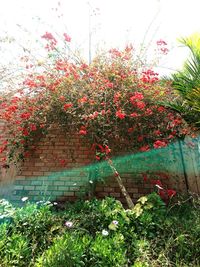 Flowers growing on tree