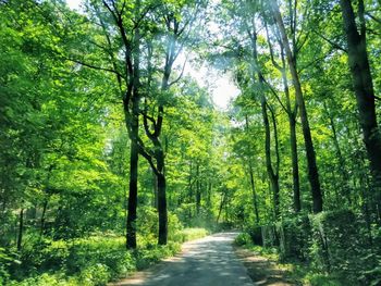 Walkway amidst trees in forest