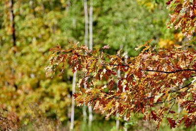 Close-up of autumn leaves on tree