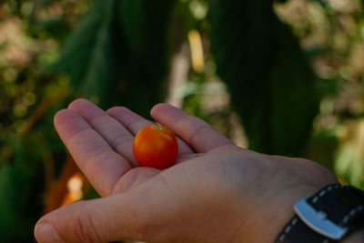 Close-up of hand holding orange