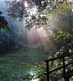 Sun shining through trees