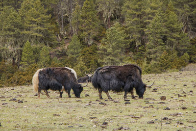 Sheep grazing in a forest