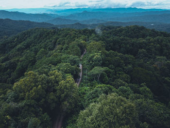 High angle view of trees on landscape