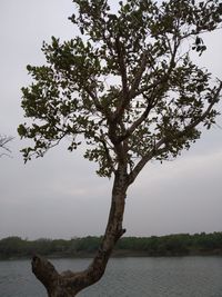 Tree by lake against sky
