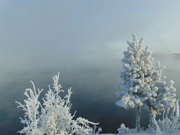 Frozen plants against sky during winter
