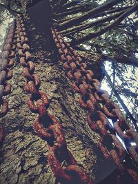 Low angle view of trees