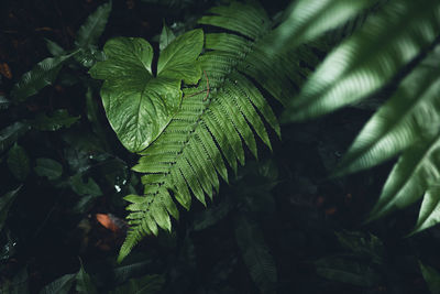 Close-up of fern leaves