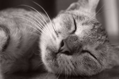 Close-up of cat sleeping