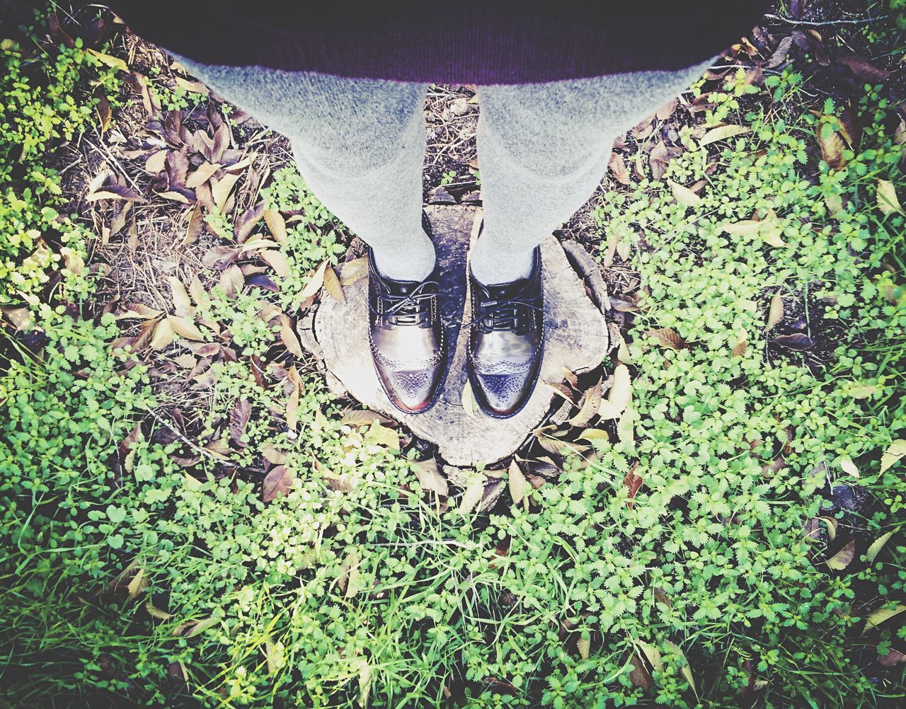 plant, high angle view, growth, green color, grass, day, outdoors, nature, shoe, sunlight, flower, leaf, low section, wall - building feature, shadow, leisure activity, field