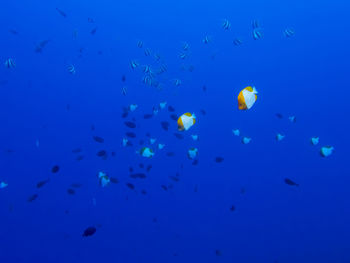 View of jellyfish in sea