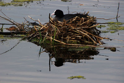 High angle view of bird in lake