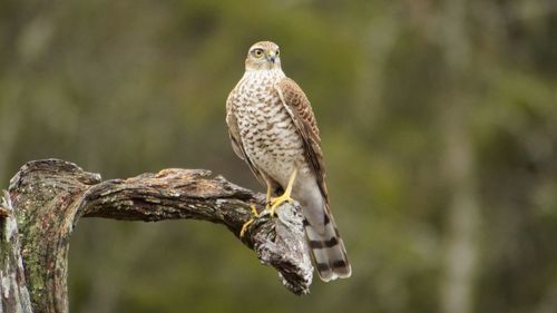 Close-up of bird perching on branch